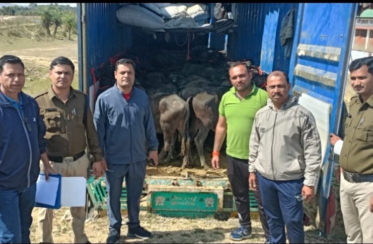 पशु क्रूरता करने वालो पर कार्यवाही 56 नग मवेशी पडा का कोतवाली पुलिस ने कराया मुक्त