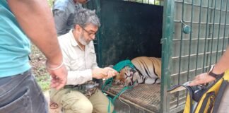 आदमखोर बाघ का किया गया सुरक्षित रेस्क्यू