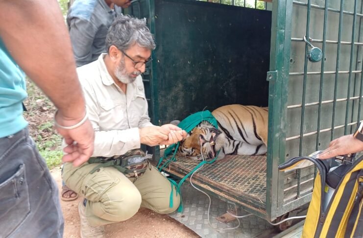 आदमखोर बाघ का किया गया सुरक्षित रेस्क्यू