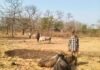गौवंश को बिना चारा – पानी दिये मारते – पीटते ले जा रहे थे कत्लखाना