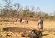 गौवंश को बिना चारा – पानी दिये मारते – पीटते ले जा रहे थे कत्लखाना