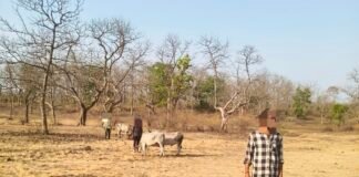 गौवंश को बिना चारा – पानी दिये मारते – पीटते ले जा रहे थे कत्लखाना