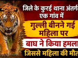 कुरई वन क्षेत्र के जिलापुर गाॅव में बाघ के हमले से एक महिला की मौत हो गई