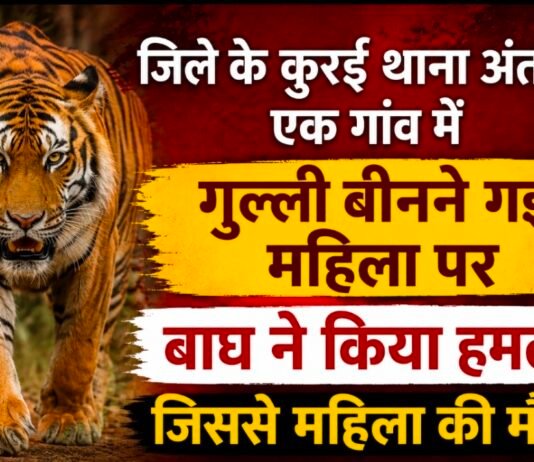 कुरई वन क्षेत्र के जिलापुर गाॅव में बाघ के हमले से एक महिला की मौत हो गई